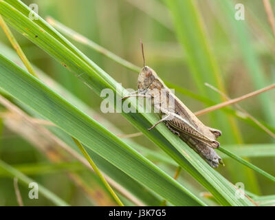 common field grasshopper (Chorthippus brunneus) Stock Photo