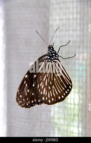 Ceylon blue glassy tiger Butterfly Stock Photo