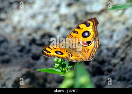 Buckeye Butterfly Stock Photo