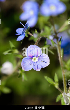 A blue Veronica chamaedrys flower, also known as germander speedwell, bird's-eye speedwell under the warm spring sun Stock Photo