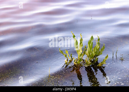 Young Rumex aquaticus L.,also known as Western dock, in the Dnieper river in Kiev, Ukraine Stock Photo