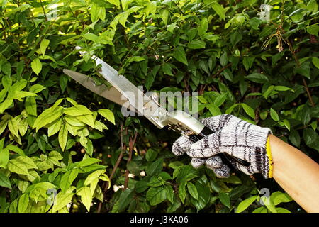 Pruning of ornamental trees by scissors Stock Photo