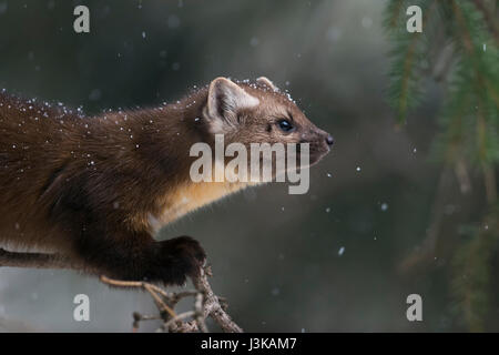 American Pine Marten ( Martes americana ) in light snowfall, sitting in a conifer tree, close-up, headshot, Yellowstone National Park, USA, Stock Photo