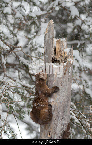 Pine Marten ( Martes americana ) in winter, snow, climbing out of its dens in an old broken hollow tree, looks funny, Yellowstone NP,  USA. Stock Photo