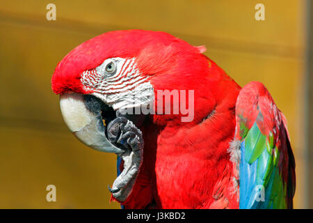 Red-and-Green Macaw at Tama Zoological Park Hino city Tokyo Japan Stock Photo