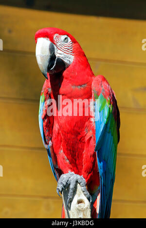 Red-and-Green Macaw at Tama Zoological Park Hino city Tokyo Japan Stock Photo