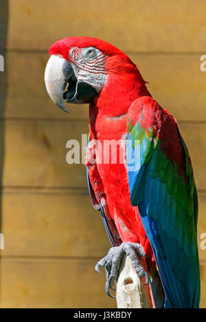 Red-and-Green Macaw at Tama Zoological Park Hino city Tokyo Japan Stock Photo