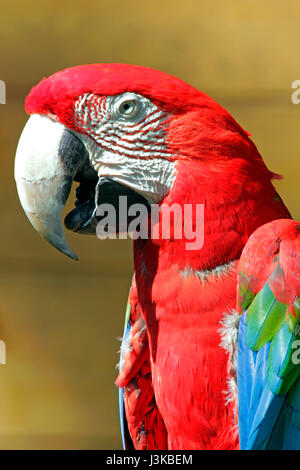 Red-and-Green Macaw at Tama Zoological Park Hino city Tokyo Japan Stock Photo