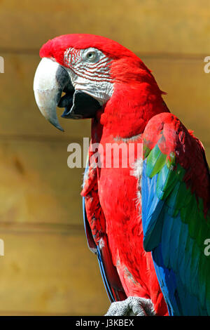 Red-and-Green Macaw at Tama Zoological Park Hino city Tokyo Japan Stock Photo