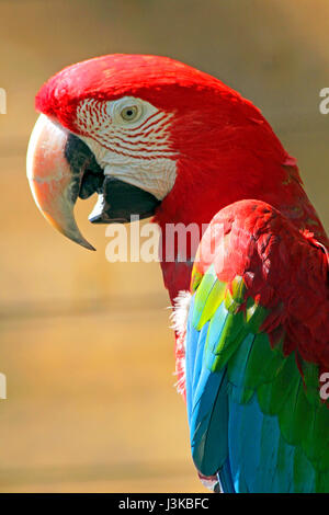 Red-and-Green Macaw at Tama Zoological Park Hino city Tokyo Japan Stock Photo