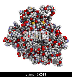 Caspase 3 apoptosis protein. Enzyme that plays important role in programmed cell death. Atoms shown as color-coded spheres. Stock Photo