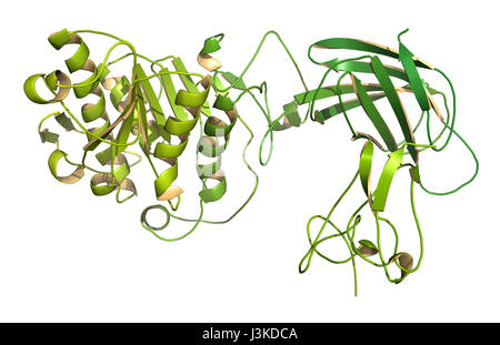 Human pancreatic lipase (HPL) enzyme, in complex with colipase ...