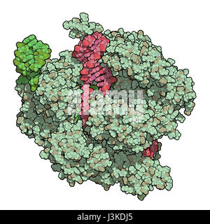 CRISPR-CAS9 gene editing complex from Streptococcus pyogenes. The Cas9 nuclease protein uses a guide RNA sequence to cut DNA at a complementary site.  Stock Photo