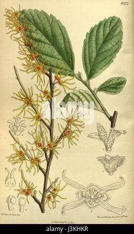 Hamamelis vernalis, commonly known as Ozark witch hazel, is a deciduous shrub native to the central United States. It is recognized for its fragrant, yellow to orange flowers that bloom in early spring before the leaves appear. The plant has medicinal properties and is often used in traditional remedies. Stock Photo