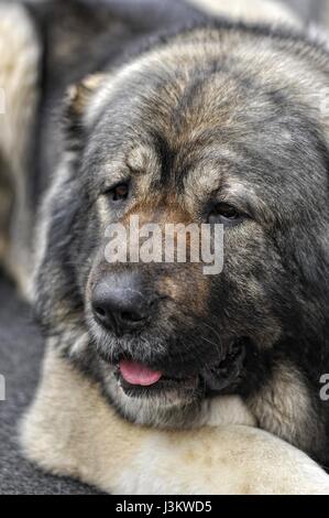 Shepherd of the caucasus dog portrait Stock Photo