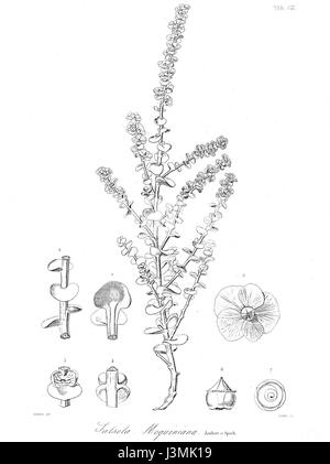 Halothamnus auriculus as Salsola moquiniana by Jaubert & Spach Stock Photo