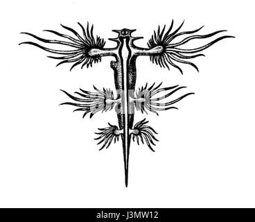 Glaucus atlanticus, a species of sea slug, is depicted in a dissection ...