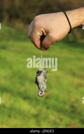 Hand holding a dead mouse Stock Photo
