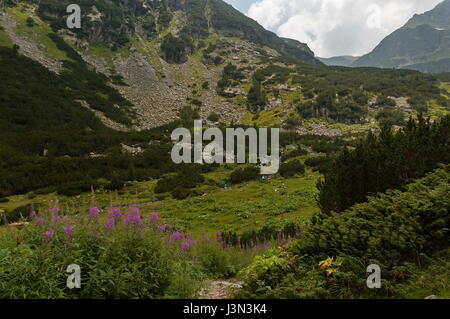 Mountain top overgrown with coniferous forest, glade  and stream on the ecological walk toward Maliovitza peak in Rila mountain, Bulgaria Stock Photo