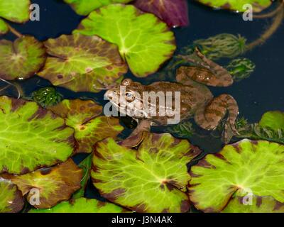 Brown colored European edible frog in a pond with green Lily Pads. Paris, France Stock Photo