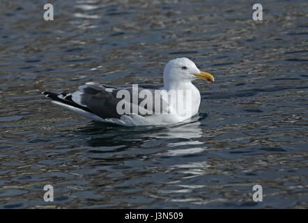 Slaty-backed Gull (Larus schistisagus) adult swimming in harbour  Rausu, Hokkaido, Japan      March Stock Photo