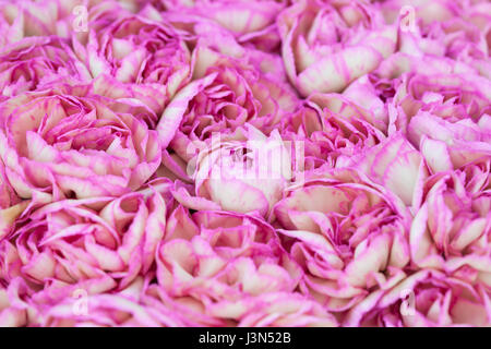 Full frame variegated pink and white carnations. Stock Photo