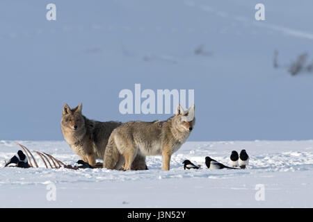 Coyotes ( Canis latrans ), in winter, snow, standing next to a carcass, together with some magpies, Yellowstone National Park, Wyoming, USA. Stock Photo