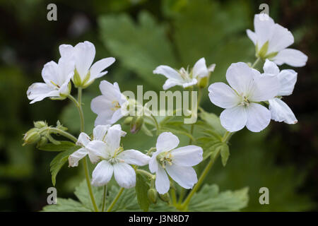 Pure white flowers of the late spring blooming, herdy perennial, Geranium maculatum 'Album' Stock Photo