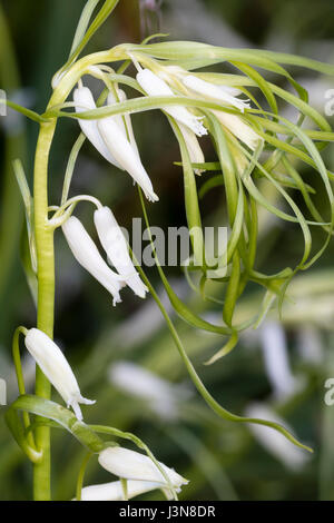 Unusual white bracteate form of the UK native bluebell, Hyacinthoides non-scriptus, has leaves growing from the flower stem Stock Photo