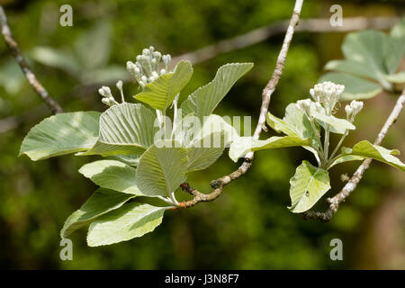 Silvery spring foliage and white flower clusters of the hardy deciduous whitebeam tree, Sorbus aria 'Lutescens' Stock Photo