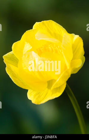 Close up of a single flower of the cottage garde favourite, Trollius europaeus Stock Photo