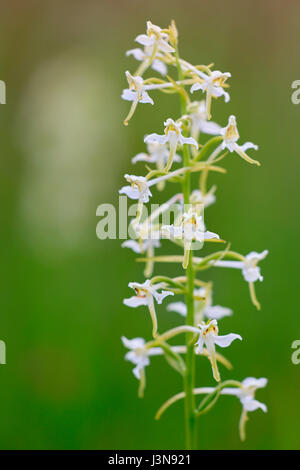 Zweiblaettrige Waldhyazinthe, Platanthera bifolia, bluehend, Sommer, Irndorfer Hardt, Naturpark Obere, Baden-Wuerttemberg, Deutschland, Europa Stock Photo