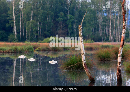 Birken, Betula spec., Hoeckerschwan, Cygnus olor, Moorsee, Wiederveraessung, Grosser Trauben, Pfrunger-Burgweiler Ried, Baden-Wuerttemberg, Deutschland, Europa Stock Photo