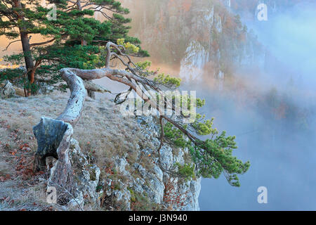 Kiefer, Pinus spec., Kalkfels, Kalkstein, Donautal, Naturpark Obere Donau, Baden-Wuerttemberg, Deutschland, Europa