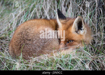 Rotfuchs, Niedersachsen, Deutschland, Vulpes vulpes, Stock Photo