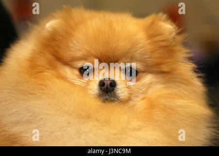 London, UK. 6th May, 2017. Queenie the Pomeranian at the National Pet Show, Excel, London, UK Credit: Paul Brown/Alamy Live News Stock Photo