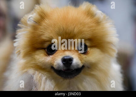 London, UK. 6th May, 2017.  Diva the Pomeranian on display at the National Pet Show taking place at Excel Centre in Docklands.  A variety of animals which ideal pets are on display to the public. Credit: Stephen Chung / Alamy Live News Stock Photo