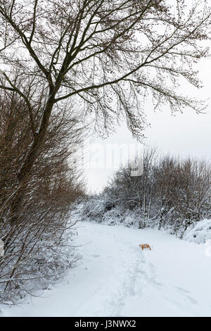 Trail through deep snow in the northern Eifel woods in winter, Germany. Stock Photo