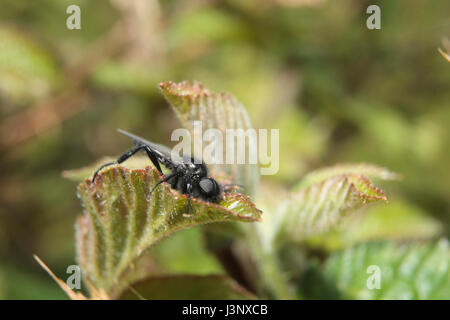 St. Mark's Flies Stock Photo