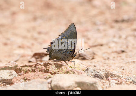 Western Blue Charaxes (Charaxes smaragdalis) Butterfly on a Rock in Northern Tanzania Stock Photo