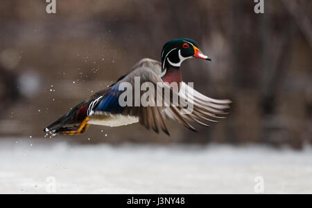 Wood duck takes off from icy pond at Mud Lake of Ottawa, Canada Stock Photo