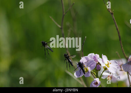 St. Mark's Flies Stock Photo