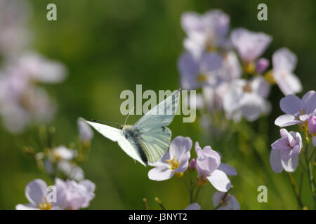 Green-veined White Butterfly in flight. Stock Photo