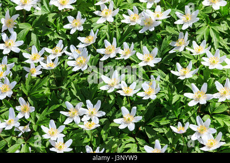 A carpet of white Star of Bethlehem flowers (Ornithogalum umbellatum) in a London back garden Stock Photo