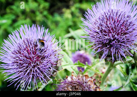 Bee collecting nectar on Cardoon Plant, Cynara Cardunculus 'Bianco Avorio'
