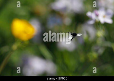 Saint Marks Fly Stock Photo