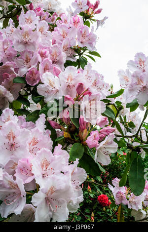 Pink Rhododendrons in bloom Stock Photo - Alamy