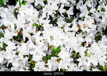 A mass of rhododendron flowers in bloom Stock Photo