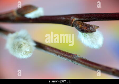 Catkins and pastel colors Stock Photo