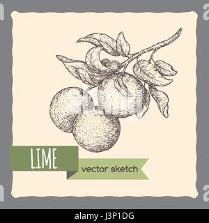 Fresh lime fruits on a branch hand drawn sketch. Stock Vector